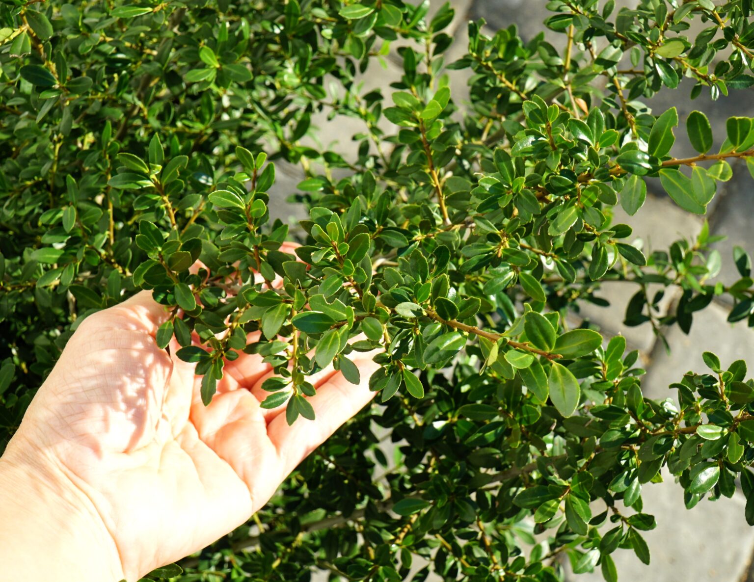 Ostrokrzew Karbowanolistny Stokes Ilex Crenata Stokes Ogrodowyokazy Pl