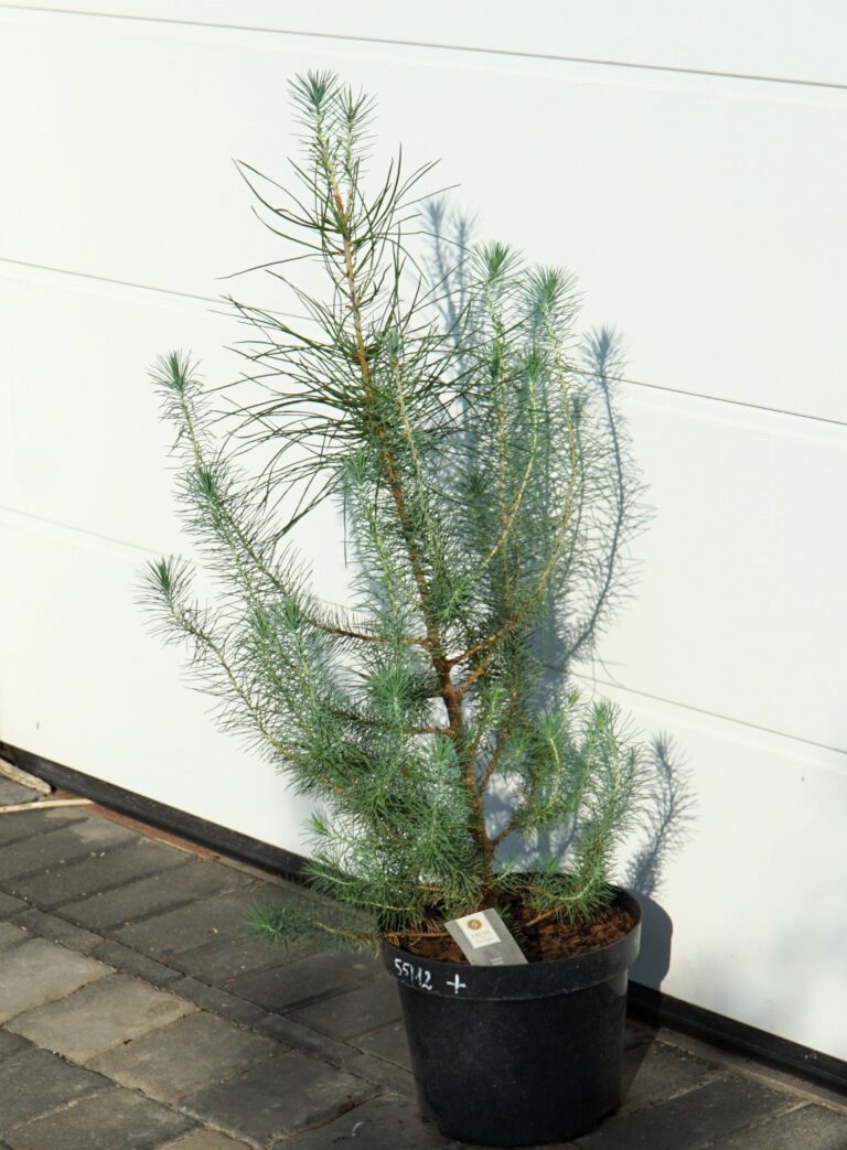 SOSNA PINIA SILVER CREST Pinus Pinea Silver Crest OgrodowyOkazy Pl