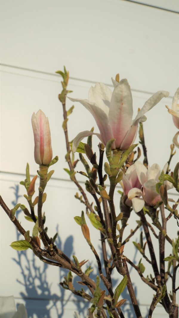 MAGNOLIA POŚREDNIA KATE BROOK