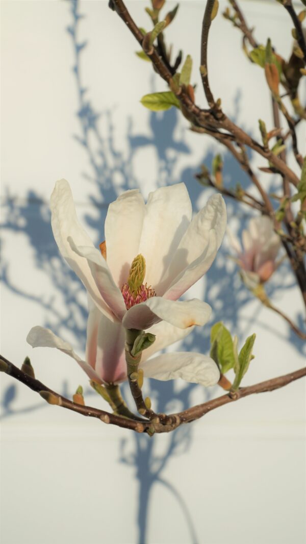 MAGNOLIA POŚREDNIA KATE BROOK