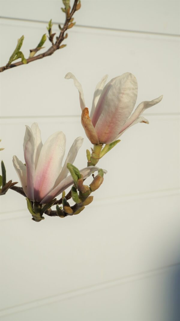 MAGNOLIA POŚREDNIA KATE BROOK