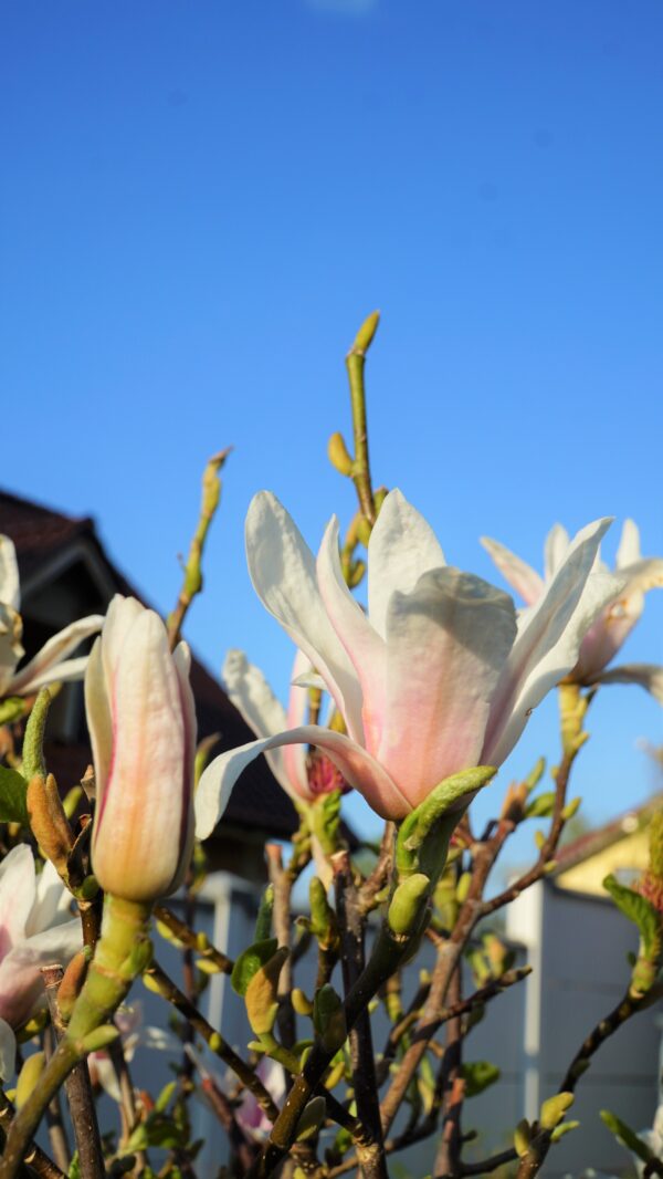 MAGNOLIA POŚREDNIA KATE BROOK