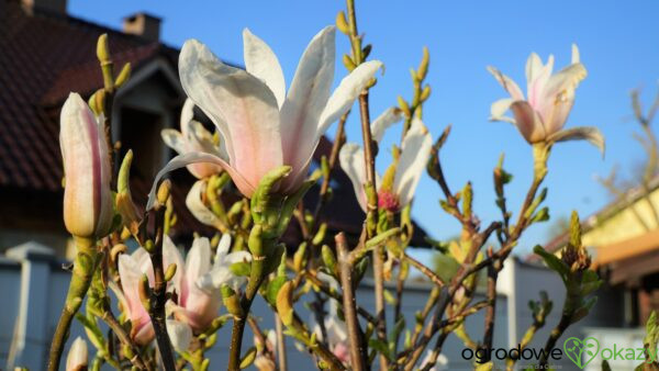 MAGNOLIA POŚREDNIA KATE BROOK