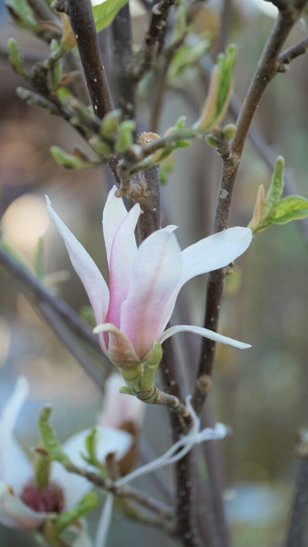 MAGNOLIA POŚREDNIA KATE BROOK