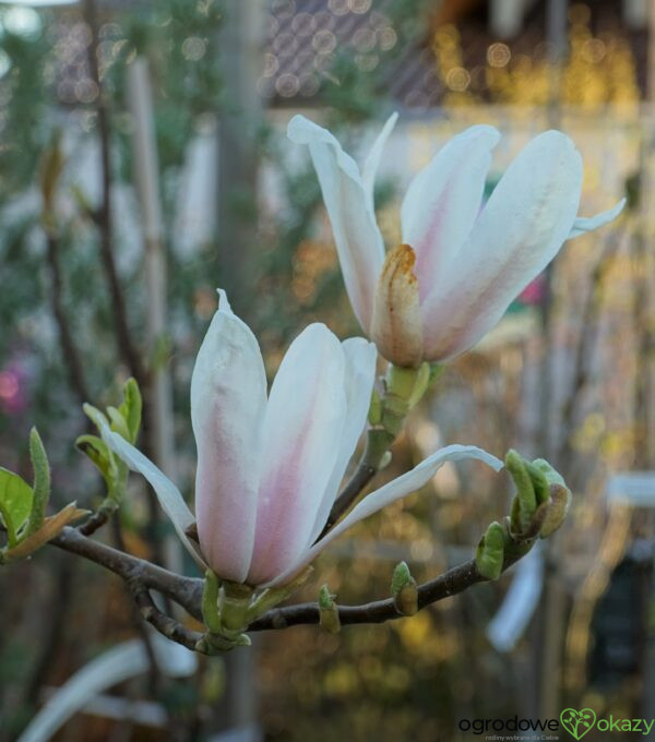 MAGNOLIA POŚREDNIA KATE BROOK