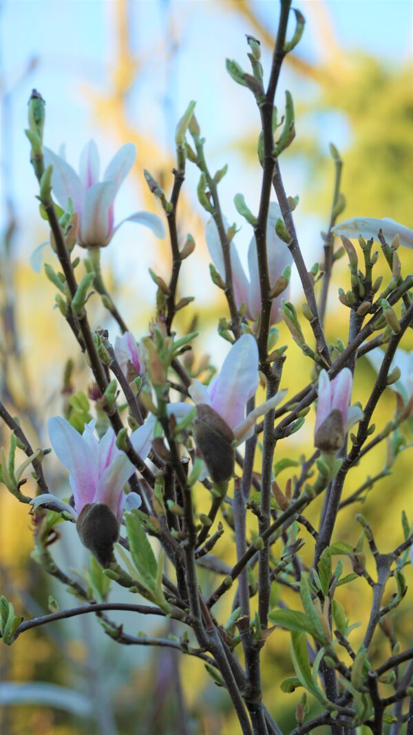 MAGNOLIA POŚREDNIA KATE BROOK