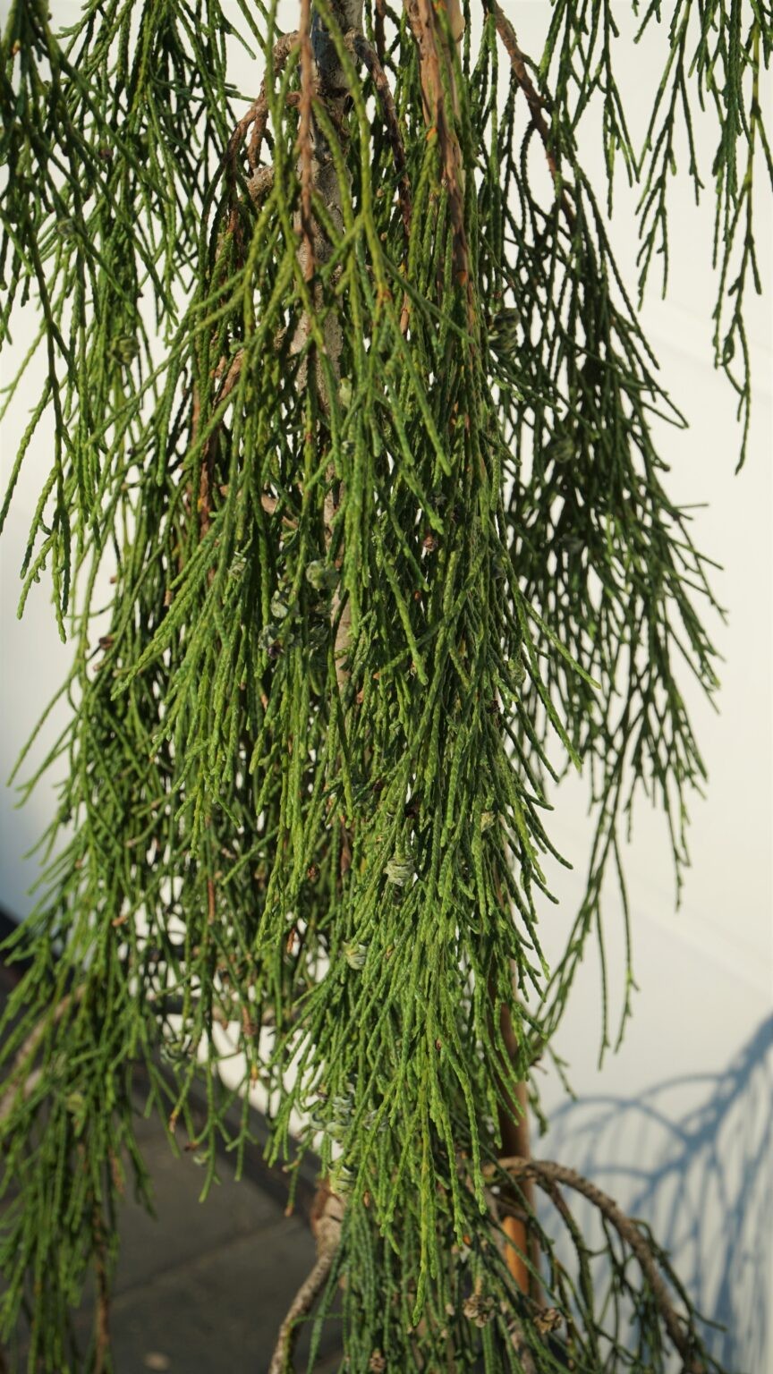 CYPRYSIK LAWSONA IMBRICATA PENDULA Chamaecyparis lawsoniana 'Imbricata ...