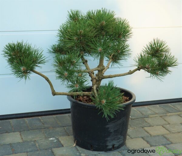 SOSNA CZARNA BONSAI