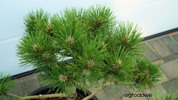 SOSNA CZARNA BONSAI