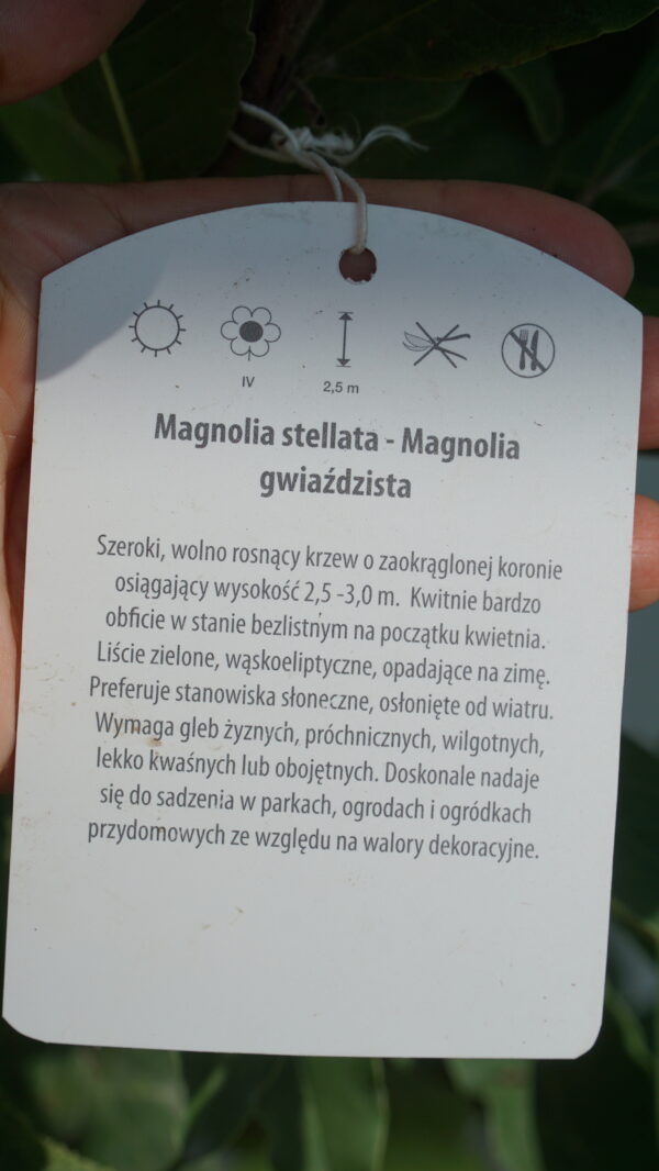 MAGNOLIA GWIAŹDZISTA KIKUZAKI