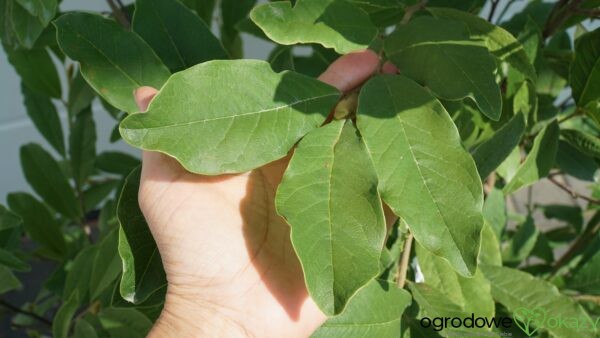 MAGNOLIA GWIAŹDZISTA KIKUZAKI