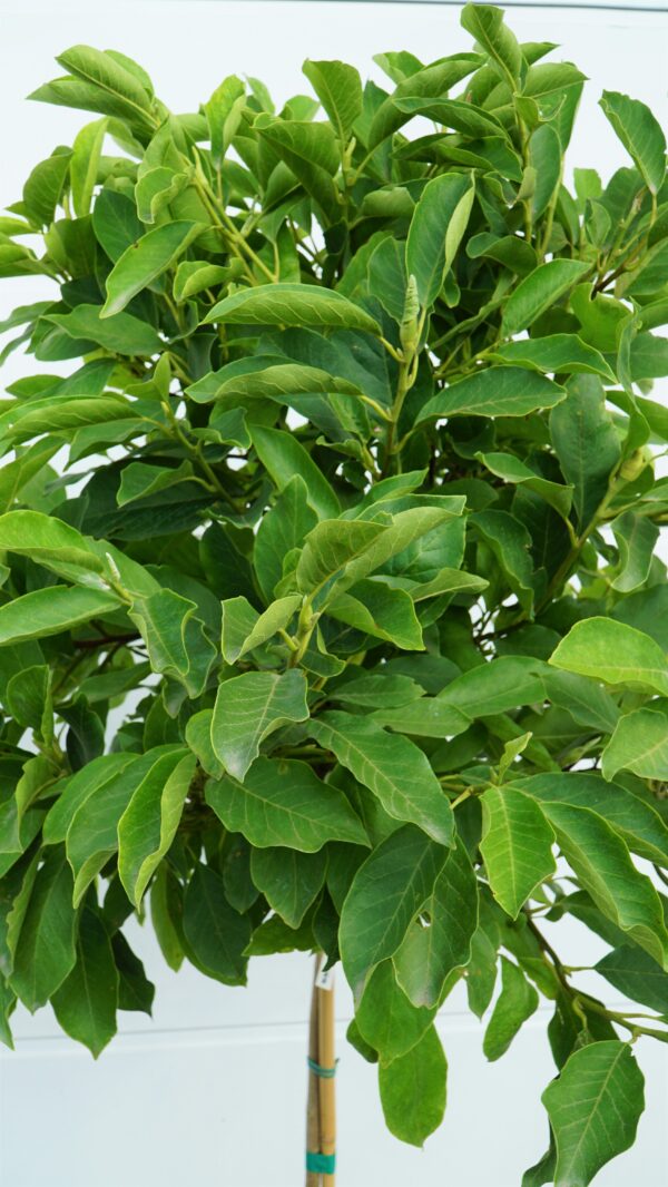 MAGNOLIA POŚREDNIA KATE BROOK