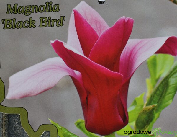 MAGNOLIA BLACK BIRD