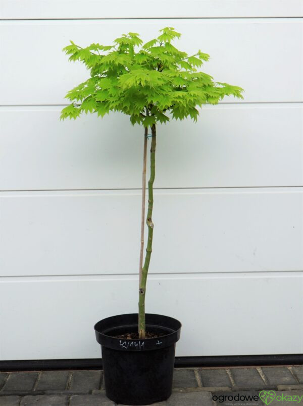 KLON SHIRASAWY AUREUM Acer shirasawanum