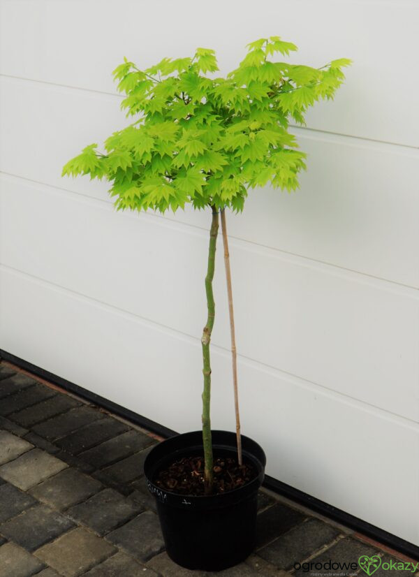 KLON SHIRASAWY AUREUM Acer shirasawanum