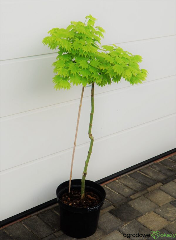 KLON SHIRASAWY AUREUM Acer shirasawanum