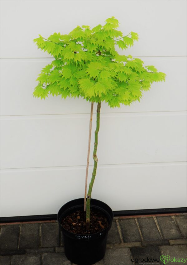 KLON SHIRASAWY AUREUM Acer shirasawanum