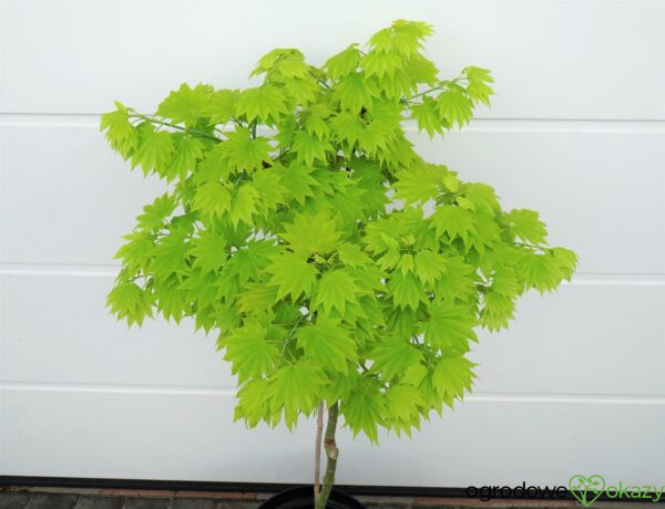 KLON SHIRASAWY AUREUM Acer shirasawanum