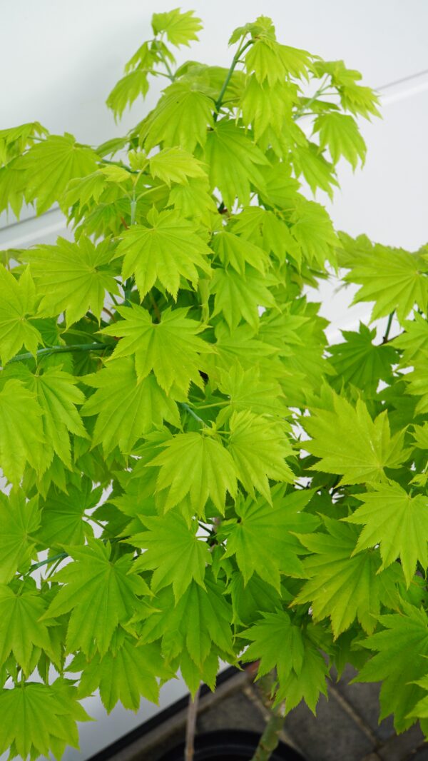 KLON SHIRASAWY AUREUM Acer shirasawanum