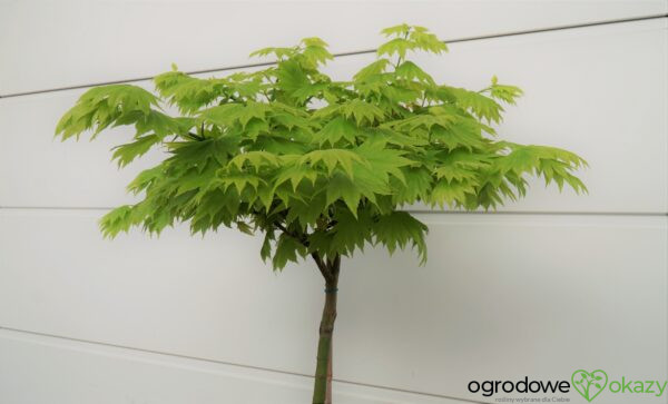 KLON SHIRASAWY AUREUM Acer shirasawanum