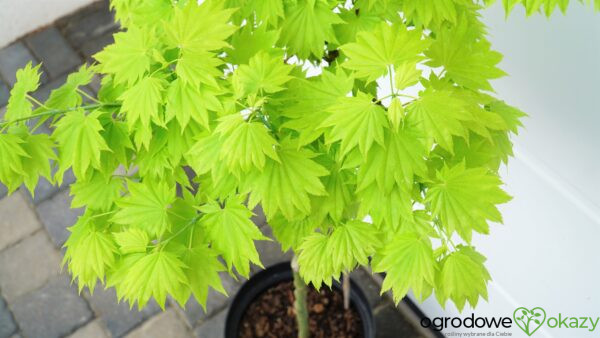 KLON SHIRASAWY AUREUM Acer shirasawanum