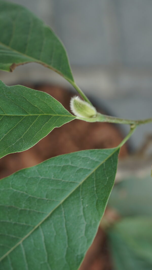 MAGNOLIA RED LUCKY