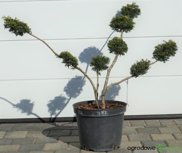 CIS Taxus FORMOWANY BONSAI