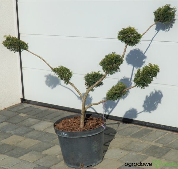 CIS Taxus FORMOWANY BONSAI