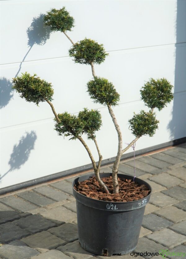 CIS Taxus FORMOWANY BONSAI