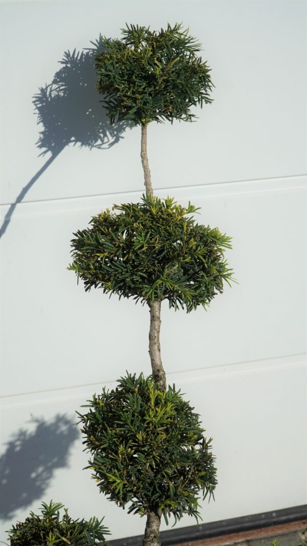 CIS Taxus FORMOWANY BONSAI