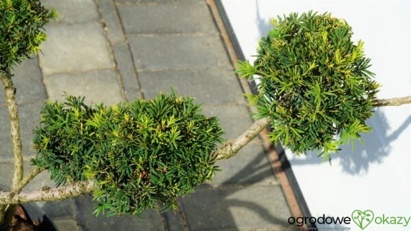 CIS Taxus FORMOWANY BONSAI