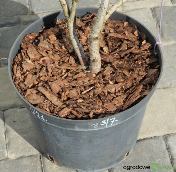 CIS Taxus FORMOWANY BONSAI