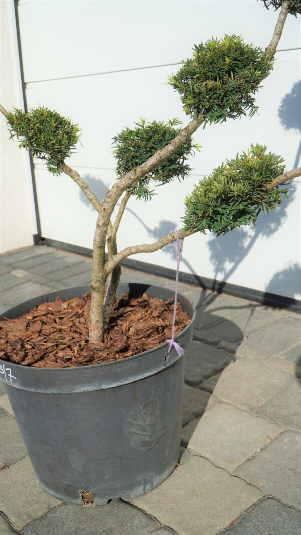 CIS Taxus FORMOWANY BONSAI