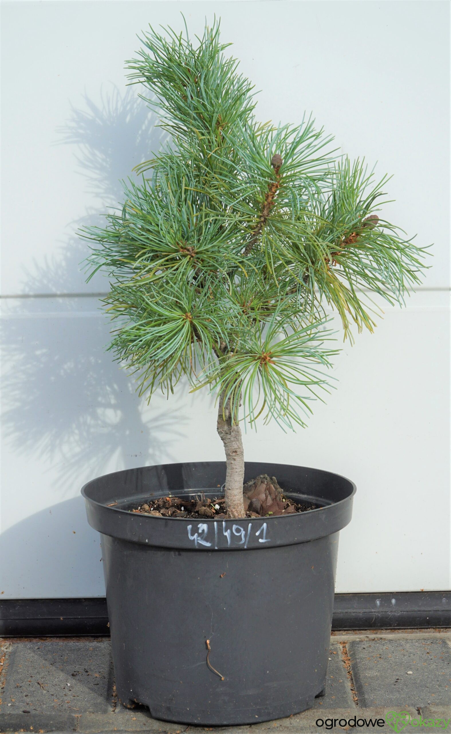 SOSNA DROBNOKWIATOWA BLAUER ENGEL Pinus parviflora &amp;#39;Blauer Engel ...