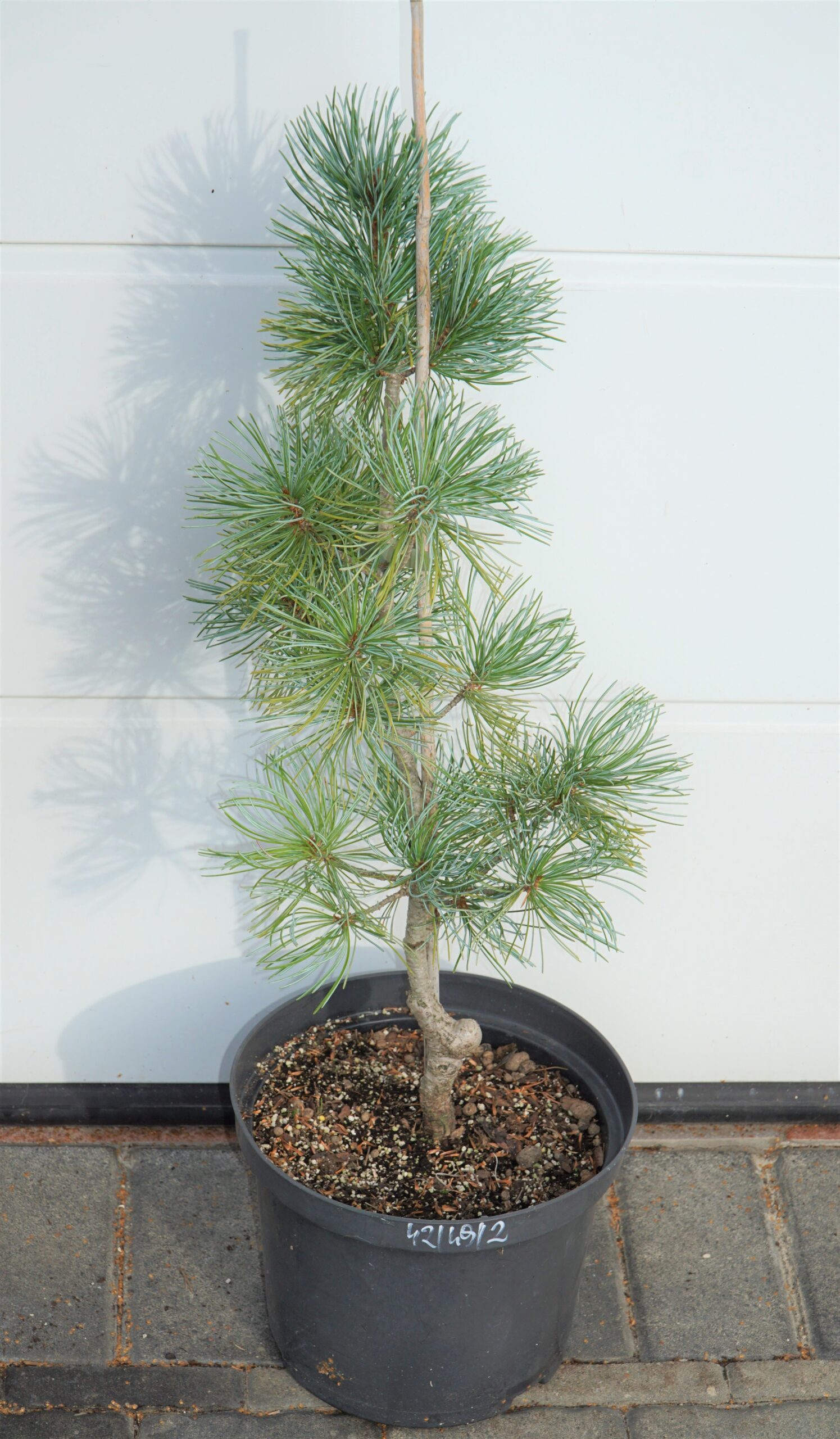SOSNA DROBNOKWIATOWA BLAUER ENGEL Pinus parviflora &amp;#39;Blauer Engel ...