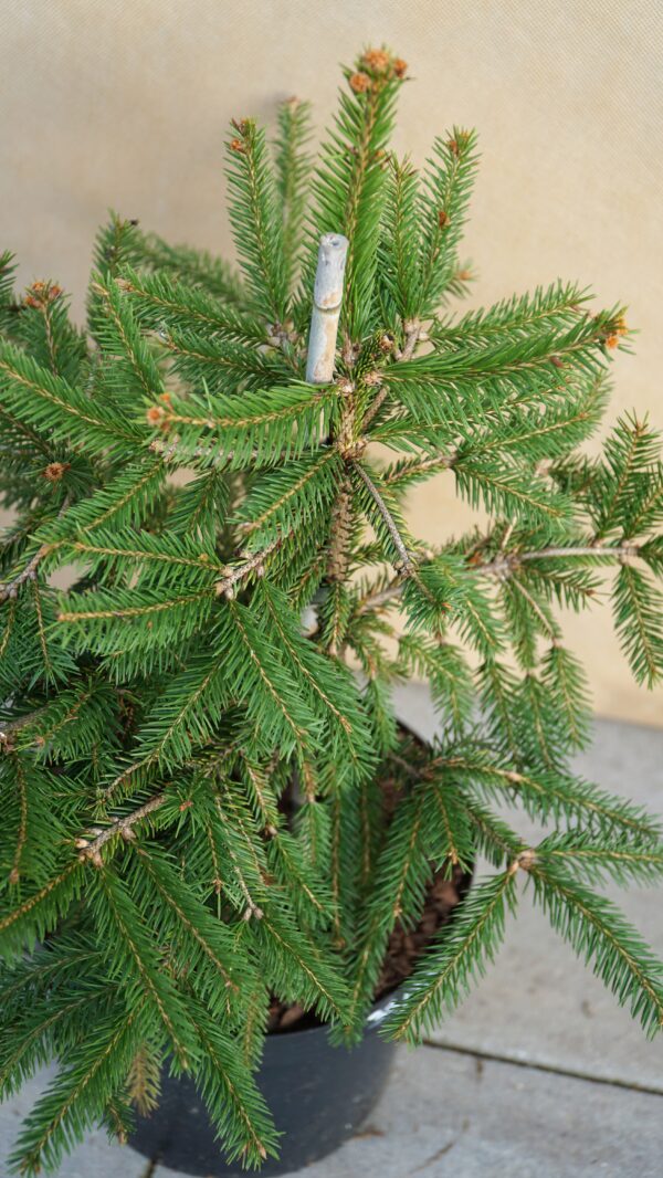 ŚWIERK POSPOLITY ACROCONA GOLDEN Picea abies