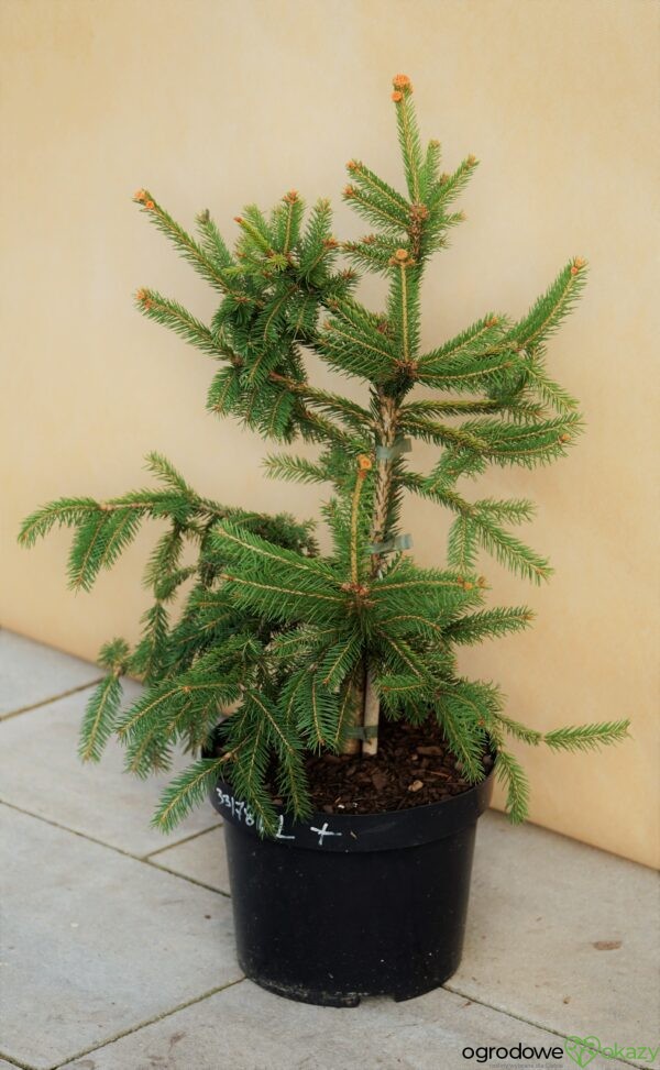 ŚWIERK POSPOLITY ACROCONA GOLDEN Picea abies