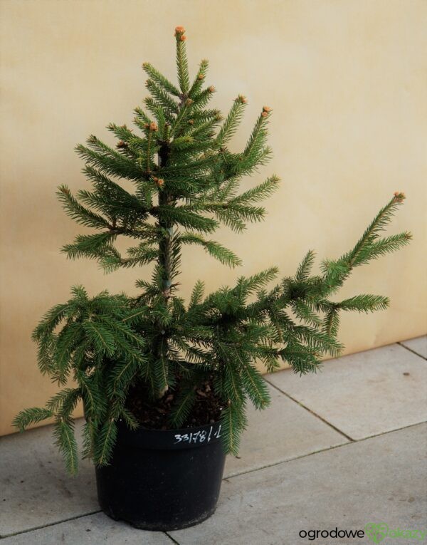 ŚWIERK POSPOLITY ACROCONA GOLDEN Picea abies