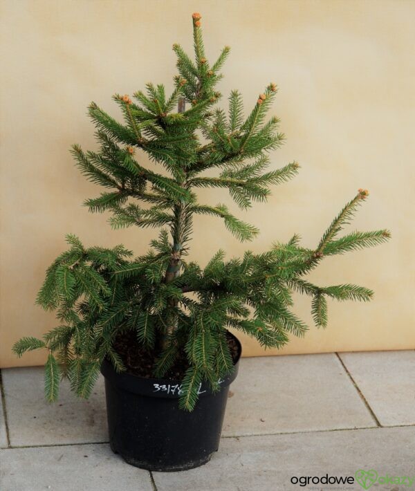 ŚWIERK POSPOLITY ACROCONA GOLDEN Picea abies