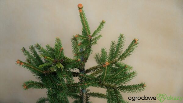 ŚWIERK POSPOLITY ACROCONA GOLDEN Picea abies