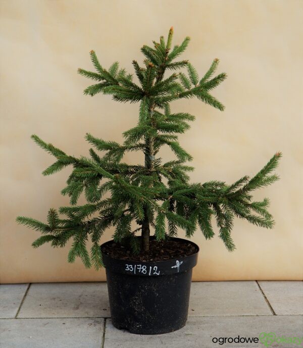 ŚWIERK POSPOLITY ACROCONA GOLDEN Picea abies