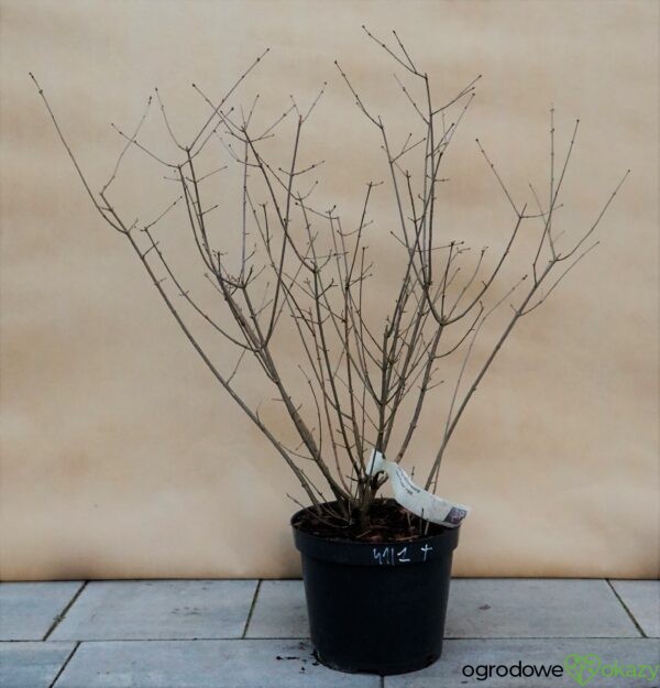 LILAK BLOOMERANG DARK PURPLE PBR Syringa