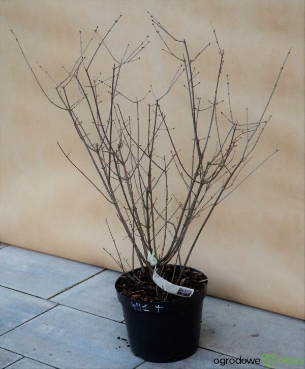 LILAK BLOOMERANG DARK PURPLE PBR Syringa