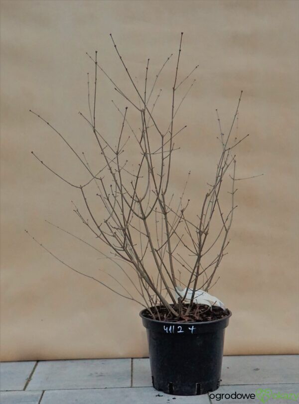 LILAK BLOOMERANG DARK PURPLE PBR Syringa