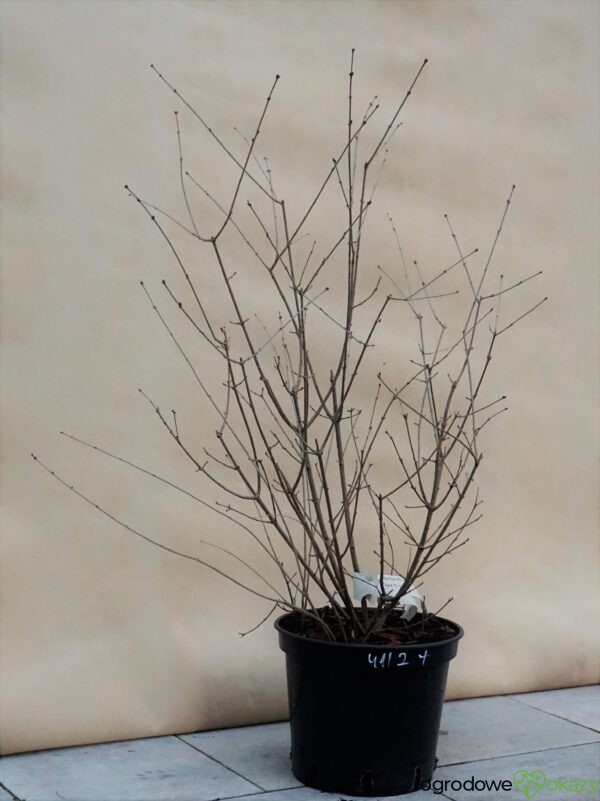 LILAK BLOOMERANG DARK PURPLE PBR Syringa