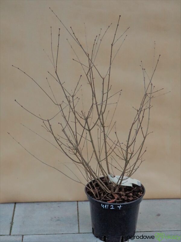 LILAK BLOOMERANG DARK PURPLE PBR Syringa