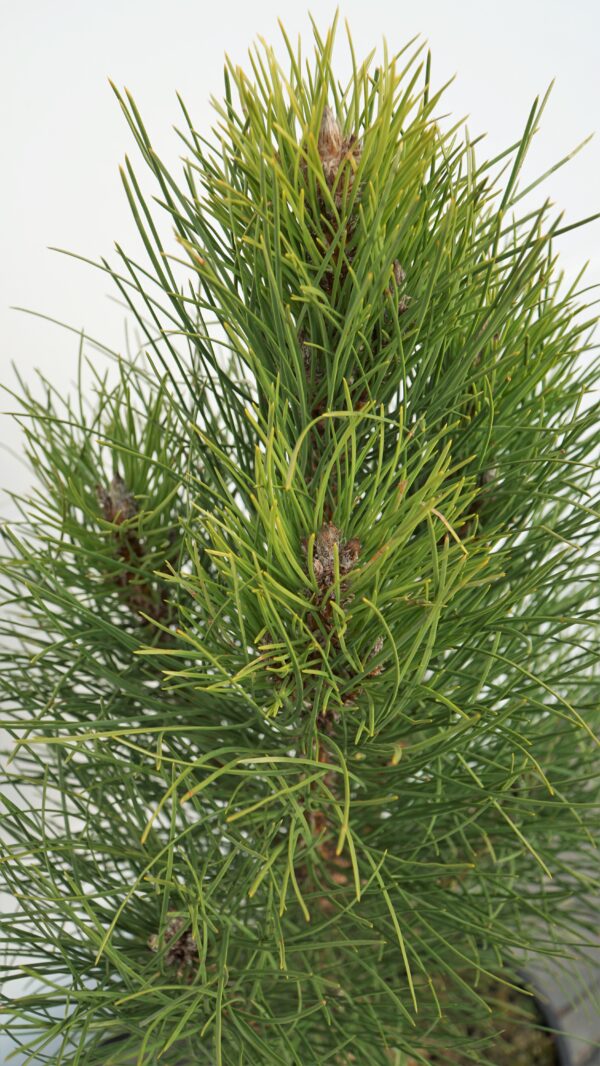 SOSNA CZARNA PYRAMIDALIS Pinus nigra