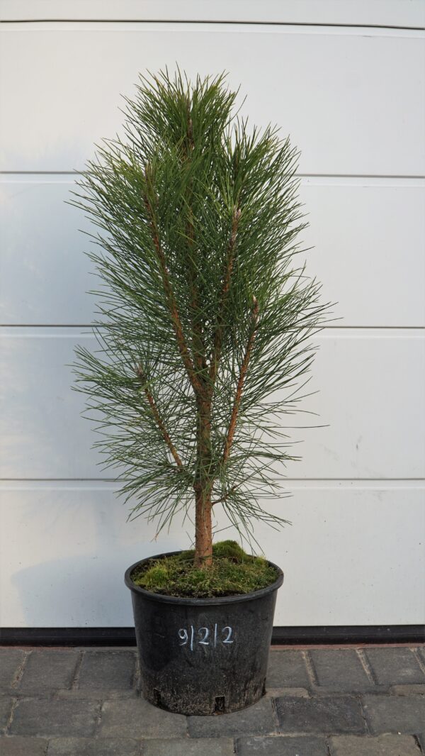 SOSNA CZARNA PYRAMIDALIS Pinus nigra