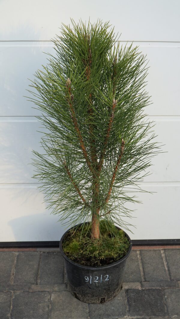 SOSNA CZARNA PYRAMIDALIS Pinus nigra