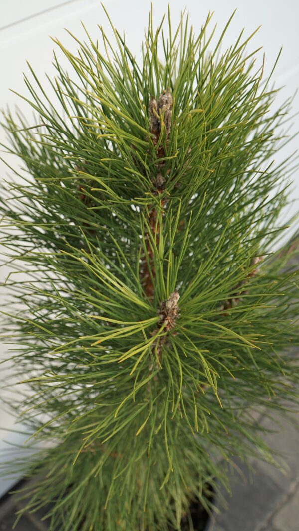 SOSNA CZARNA PYRAMIDALIS Pinus nigra